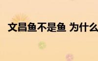 文昌鱼不是鱼 为什么文昌鱼不是真正的鱼 