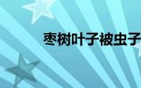 枣树叶子被虫子吃成小洞怎么办