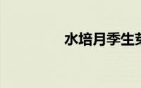 水培月季生芽了但是没根