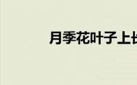 月季花叶子上长白灰是咋回事