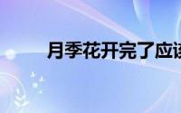 月季花开完了应该在哪个地方修剪