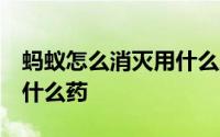 蚂蚁怎么消灭用什么土方法 蚂蚁怎么消灭 用什么药 