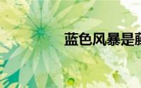 蓝色风暴是藤本还是灌木