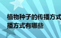植物种子的传播方式图文结合 植物种子的传播方式有哪些 