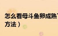 怎么看母斗鱼卵成熟了（看母斗鱼卵成熟了的方法）
