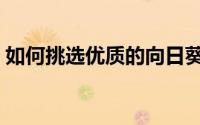 如何挑选优质的向日葵（如何挑选优质口蘑）