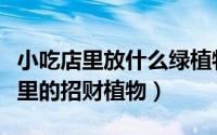 小吃店里放什么绿植物招财（几种适合放在店里的招财植物）