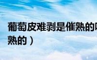 葡萄皮难剥是催熟的吗（葡萄皮难剥是不是催熟的）