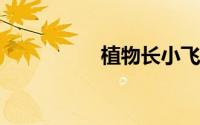 植物长小飞虫子怎么办