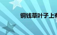 铜钱草叶子上有小黑点是什么