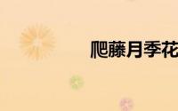 爬藤月季花期多长时间