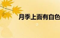 月季上面有白色蜘蛛网用什么药
