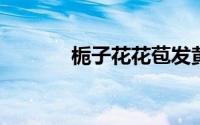 栀子花花苞发黄掉落怎么回事