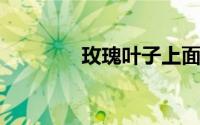 玫瑰叶子上面有白色咋回事