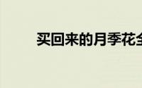 买回来的月季花全部落叶了怎么办