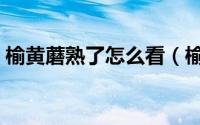 榆黄蘑熟了怎么看（榆黄蘑如何判断熟没熟）