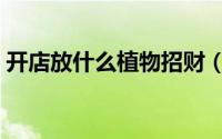 开店放什么植物招财（开店放哪些植物招财）
