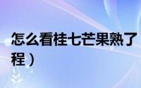 怎么看桂七芒果熟了（看桂七芒果熟没熟的教程）