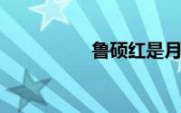 鲁硕红是月季还是蔷薇