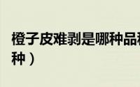 橙子皮难剥是哪种品种（橙子皮难剥是什么品种）