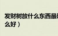 发财树放什么东西最旺盛（养发财树里面放什么好）