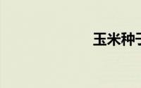 玉米种子的结构