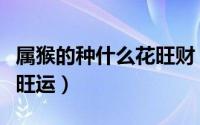 属猴的种什么花旺财（属猴的种哪种植物招财旺运）