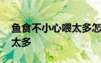 鱼食不小心喂太多怎么办 为什么鱼食不能喂太多 