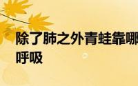 除了肺之外青蛙靠哪个器官呼吸 青蛙靠什么呼吸 