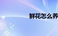 鲜花怎么养时间比较久