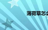 薄荷草怎么养比较好