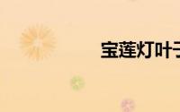 宝莲灯叶子卷曲原因