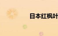 日本红枫叶子变绿原因