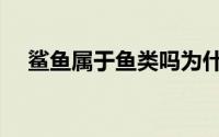 鲨鱼属于鱼类吗为什么 鲨鱼属于鱼类吗 