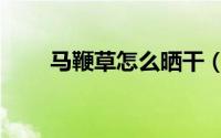 马鞭草怎么晒干（马鞭草如何晒干）