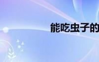 能吃虫子的植物有哪些