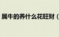 属牛的养什么花旺财（属牛的养哪种花旺财）