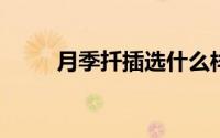 月季扦插选什么样的枝条成活率高