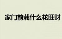 家门前栽什么花旺财（家门前栽啥花旺财）