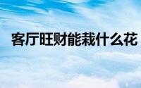 客厅旺财能栽什么花（客厅旺财能栽啥花）