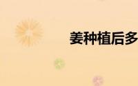 姜种植后多久挖出老姜