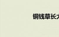 铜钱草长太高怎么办
