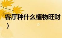 客厅种什么植物旺财（客厅种哪种植物最旺财）