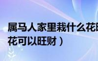 属马人家里栽什么花旺财（属马人家里养什么花可以旺财）