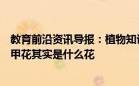 教育前沿资讯导报：植物知识讲解：小时候拿来染指甲的指甲花其实是什么花