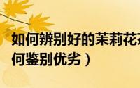 如何辨别好的茉莉花茶（茉莉花茶如何挑选如何鉴别优劣）
