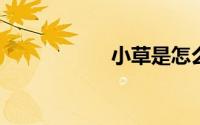 小草是怎么传播种子