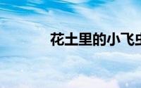 花土里的小飞虫怎么彻底清除
