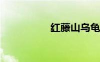 红藤山乌龟的种植方法