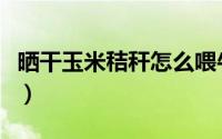 晒干玉米秸秆怎么喂牛（玉米秸秆怎样喂牛好）